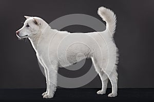 Kishu Inu white japanese beautiful dog middle size