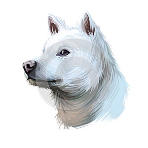 Kishu Ken, Kishu-Ken, Kishu-Inu, Kishu dog digital art illustration isolated on white background. Japan origin asian spitz dog.