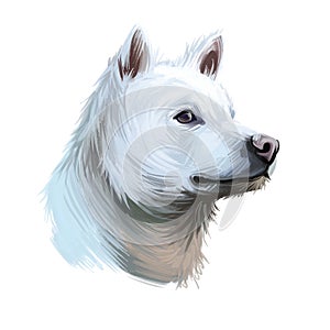 Kishu Ken, Kishu-Ken, Kishu-Inu, Kishu dog digital art illustration isolated on white background. Japan origin asian spitz dog.