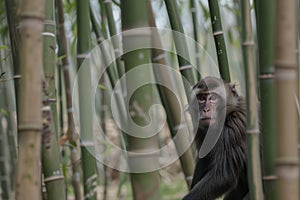 kishu ken standing alert in a bamboo grove