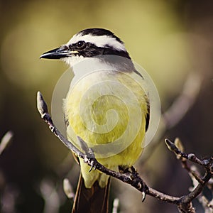 Kiskadee on branch