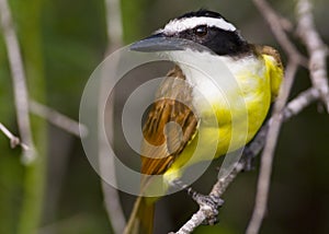 Kiskadee closeup