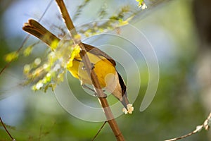 A Great Kiskadee perched on a tree branch. Pitangus Sulphuratus