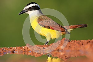 Kiskadee