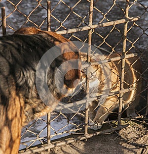 A kiss, cats and dogs in love; Poland.