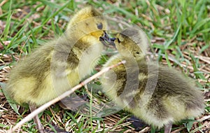 A kiss of chicks of the Canada geese