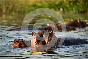 Kiss hippopotamus.