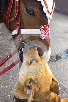 Kiss of horses and dogs