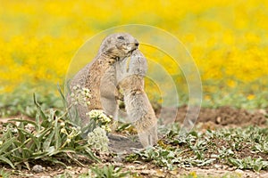 Un beso de 