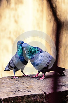 Kiss - pigeon kissing - bird romance