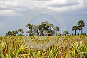 Kissimmee Prairie Preserve