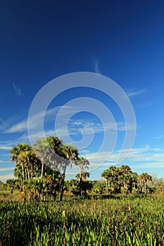 Kissimmee Prairie Preserve