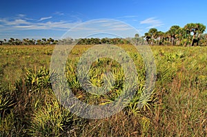 Kissimmee Prairie Preserve