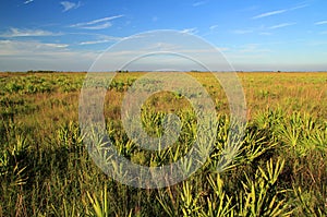 Kissimmee Prairie Preserve