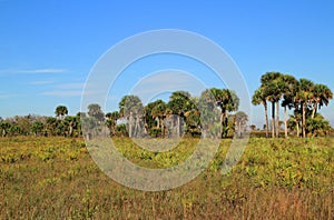 Kissimmee Prairie Preserve