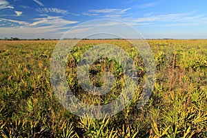 Kissimmee Prairie Preserve