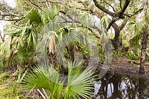 Kissimmee Prairie Preserve State Park, Florida