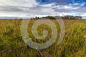 Kissimmee Prairie Preserve State Park, Florida