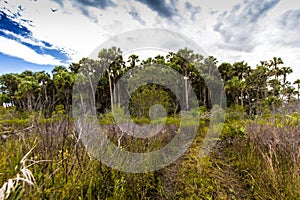 Kissimmee Prairie Preserve State Park, Florida