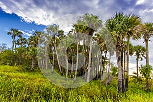 Kissimmee Prairie Preserve State Park, Florida