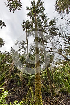 Kissimmee Prairie Preserve State Park, Florida