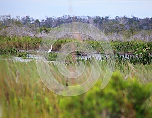 Kissimmee Prairie Preserve State Park, Florida