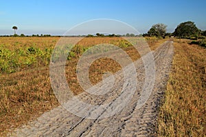 Kissimmee Prairie Preserve photo