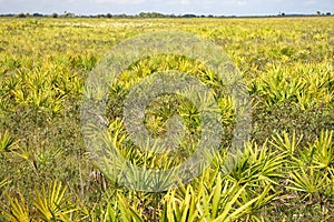 Kissimmee Prairie State Preserve