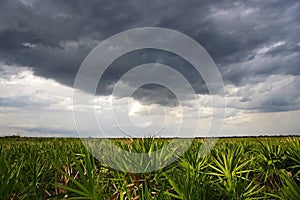 Kissimmee Summer Storm photo