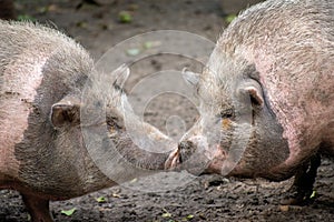 Kissing adult Vietnamese Pot-bellied pigs on a muddy ground