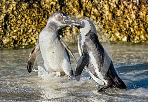 Kissing African penguins