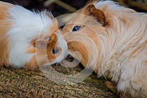Kissing animals