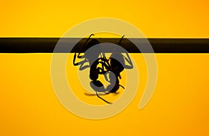 Kissing ants on yellow