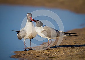 Kissing black headed seagulls