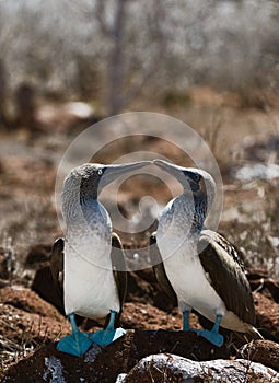 Kissing Blue-footed Boobys.