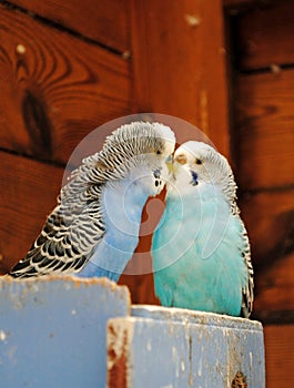 Kissing Budgies