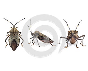 Kissing bug chagas disease vector triatomine; human health emerging zoonotic disease