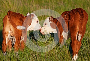 Kissing Calves