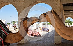 Kissing Camels in Doha, Qatar