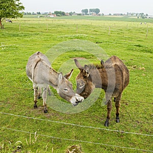 Kissing donkeys photo
