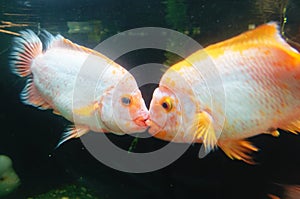 Kissing Fish underwater