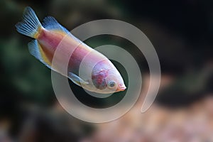 Kissing Gourami - Freshwater Fish