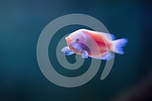 Kissing Gourami - Freshwater Fish