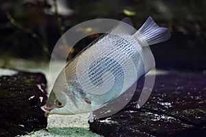 Kissing gourami (Helostoma temminckii)