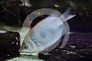 Kissing gourami (Helostoma temminckii)