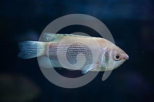 Kissing gourami (Helostoma temminckii), also known as the kissing fish.