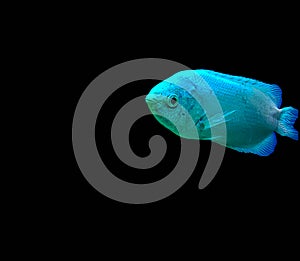 Kissing gourami Helostoma temminckii, also known as the kissing fish, isolated on black background.