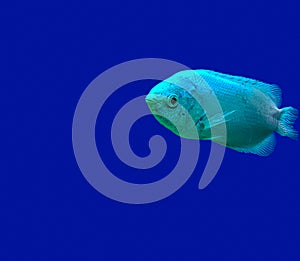 Kissing gourami Helostoma temminckii, also known as the kissing fish, isolated on blue background.