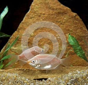 Kissing Gourami, helostoma temminckii, Aquarium Fishes