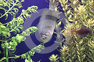 Kissing gourami photo